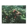 Plant Protection Net 8m X 4m -Garden Goodies Shop Plant Protection Net 1