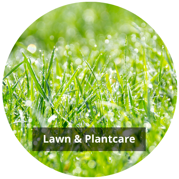 Garden Goodies Shop -Garden Goodies Shop Hydrangeas 10