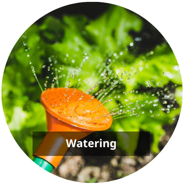 Garden Goodies Shop -Garden Goodies Shop Hydrangeas 11